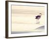 Bird at The Beach-Sylvia Coomes-Framed Photographic Print