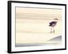 Bird at The Beach-Sylvia Coomes-Framed Photographic Print