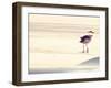 Bird at The Beach-Sylvia Coomes-Framed Photographic Print