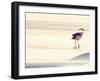 Bird at The Beach-Sylvia Coomes-Framed Photographic Print