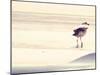 Bird at The Beach-Sylvia Coomes-Mounted Photographic Print