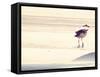 Bird at The Beach-Sylvia Coomes-Framed Stretched Canvas