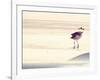 Bird at The Beach-Sylvia Coomes-Framed Photographic Print