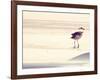 Bird at The Beach-Sylvia Coomes-Framed Photographic Print