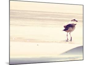 Bird at The Beach-Sylvia Coomes-Mounted Photographic Print