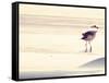 Bird at The Beach-Sylvia Coomes-Framed Stretched Canvas