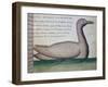 Bird Called Goualent-null-Framed Giclee Print