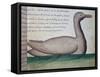 Bird Called Goualent-null-Framed Stretched Canvas