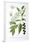 Bird Cherry, 1893-null-Framed Giclee Print