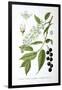 Bird Cherry, 1893-null-Framed Giclee Print