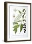 Bird Cherry, 1893-null-Framed Giclee Print