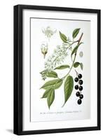 Bird Cherry, 1893-null-Framed Giclee Print