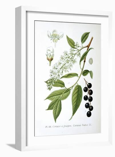 Bird Cherry, 1893-null-Framed Giclee Print