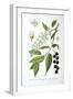 Bird Cherry, 1893-null-Framed Giclee Print