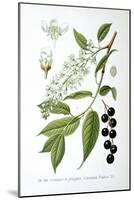 Bird Cherry, 1893-null-Mounted Giclee Print