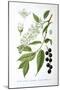 Bird Cherry, 1893-null-Mounted Giclee Print