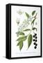 Bird Cherry, 1893-null-Framed Stretched Canvas