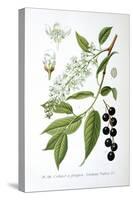 Bird Cherry, 1893-null-Stretched Canvas