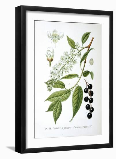 Bird Cherry, 1893-null-Framed Premium Giclee Print