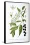 Bird Cherry, 1893-null-Framed Stretched Canvas