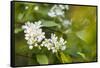 bird cherry, Prunus padus, twig, blossoms-Waldemar Langolf-Framed Stretched Canvas