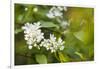 bird cherry, Prunus padus, twig, blossoms-Waldemar Langolf-Framed Photographic Print