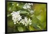 bird cherry, Prunus padus, twig, blossoms-Waldemar Langolf-Framed Photographic Print