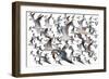 Bird Collection 35-Ata Alishahi-Framed Giclee Print