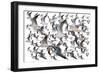 Bird Collection 35-Ata Alishahi-Framed Giclee Print