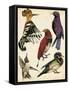 Bird Collection II-Melissa Wang-Framed Stretched Canvas