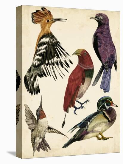 Bird Collection II-Melissa Wang-Stretched Canvas