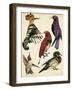 Bird Collection II-Melissa Wang-Framed Art Print