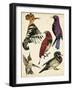 Bird Collection II-Melissa Wang-Framed Art Print