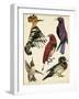 Bird Collection II-Melissa Wang-Framed Art Print