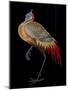 Bird, Decorative Detail from Door of Cabinet, Lacquer, China, 18th Century-null-Mounted Giclee Print