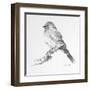 Bird Drawing I-Lanie Loreth-Framed Art Print