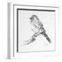 Bird Drawing I-Lanie Loreth-Framed Art Print