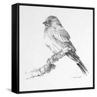 Bird Drawing I-Lanie Loreth-Framed Stretched Canvas