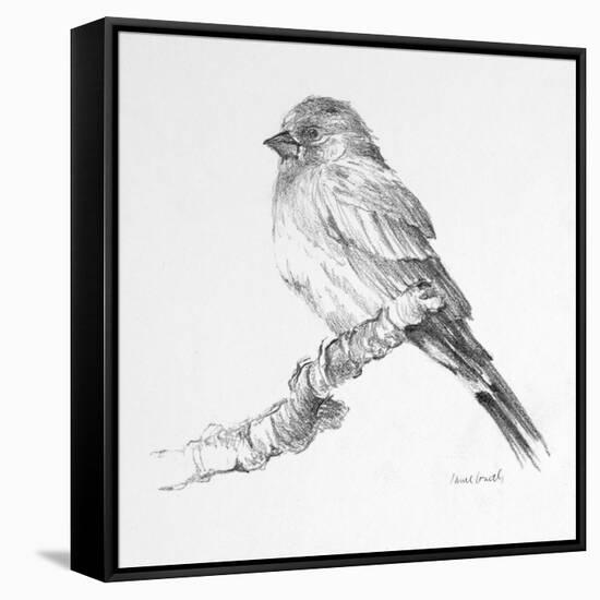Bird Drawing I-Lanie Loreth-Framed Stretched Canvas