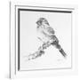 Bird Drawing I-Lanie Loreth-Framed Premium Giclee Print