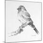 Bird Drawing I-Lanie Loreth-Mounted Premium Giclee Print