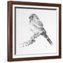 Bird Drawing I-Lanie Loreth-Framed Premium Giclee Print