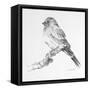 Bird Drawing I-Lanie Loreth-Framed Stretched Canvas