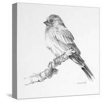 Bird Drawing I-Lanie Loreth-Stretched Canvas