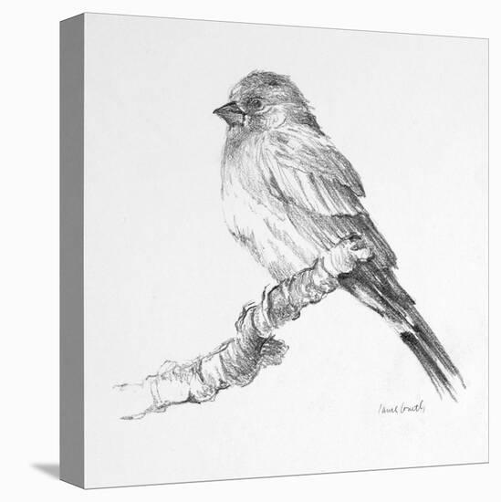 Bird Drawing I-Lanie Loreth-Stretched Canvas