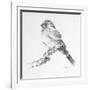 Bird Drawing I-Lanie Loreth-Framed Art Print