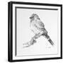 Bird Drawing I-Lanie Loreth-Framed Art Print