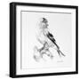 Bird Drawing II-Lanie Loreth-Framed Premium Giclee Print