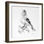 Bird Drawing II-Lanie Loreth-Framed Premium Giclee Print