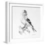 Bird Drawing II-Lanie Loreth-Framed Premium Giclee Print